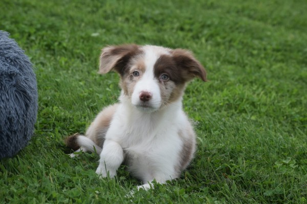 Border Collie (reu) 44613