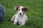 Border Collie (reu) 44613