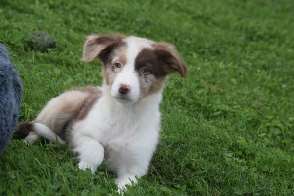 Border Collie (reu) 44613