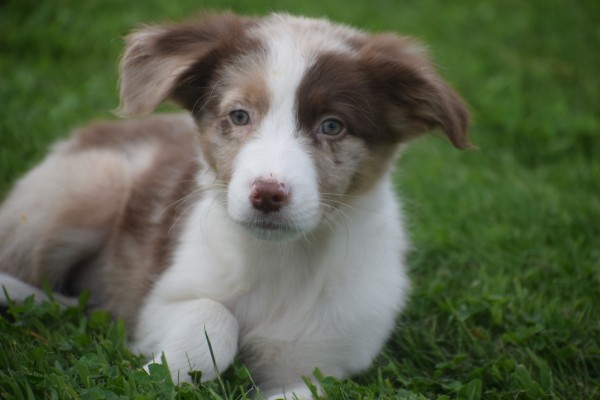 Border Collie (reu) 44613