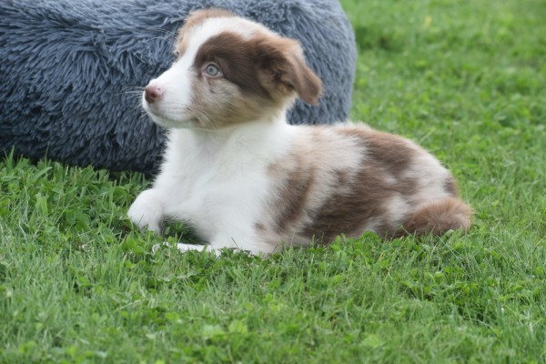 Border Collie (reu) 44613