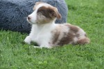 Border Collie (reu) 44613