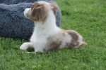 Border Collie (reu) 44613