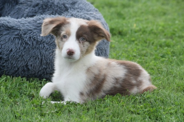 Border Collie (reu) 44613