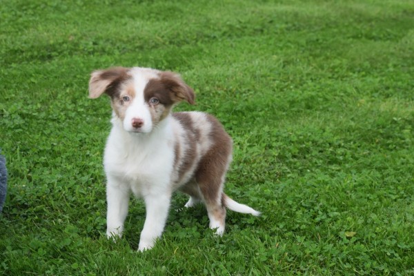 Border Collie (reu) 44613