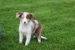 Border Collie (reu) 44613