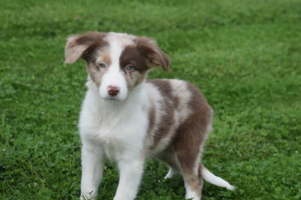 Border Collie (reu) 44613