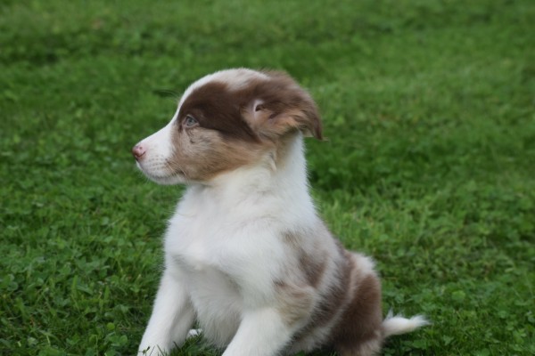 Border Collie (reu) 44613
