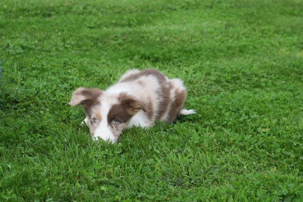 Border Collie (reu) 44613
