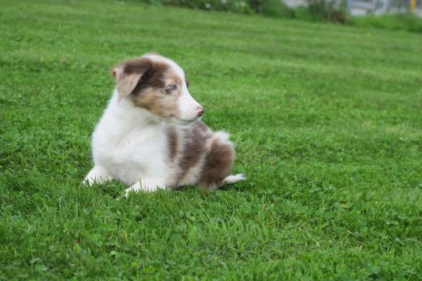 Border Collie (reu) 44613