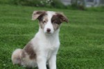 Border Collie (reu) 44613