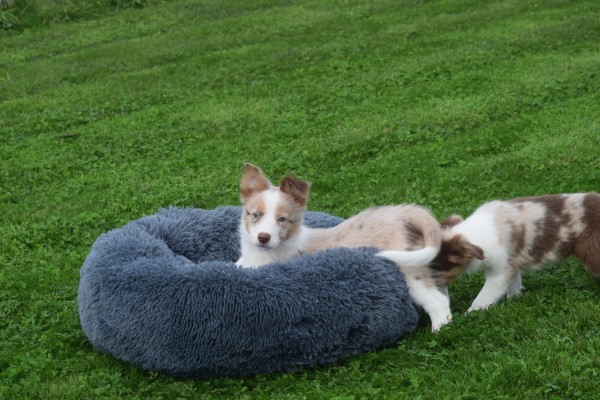 Border Collie (reu) 51482