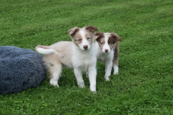 Border Collie (reu) 51482