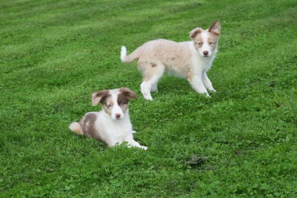 Border Collie (reu) 51482