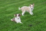 Border Collie (reu) 51482
