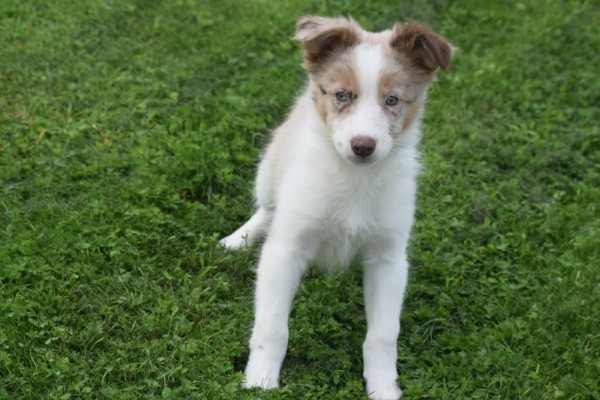 Border Collie (reu) 51482