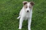 Border Collie (reu) 51482
