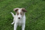 Border Collie (reu) 51482