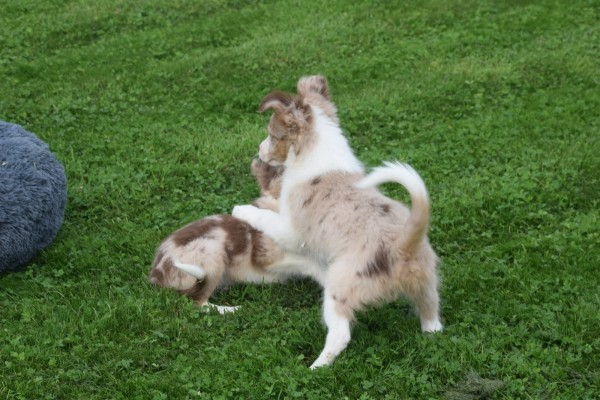 Border Collie (reu) 51482