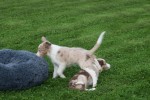 Border Collie (reu) 51482