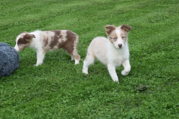 Border Collie (reu) 51482