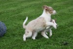 Border Collie (reu) 51482