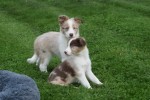 Border Collie (reu) 51482