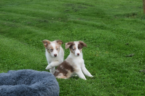 Border Collie (reu) 44613