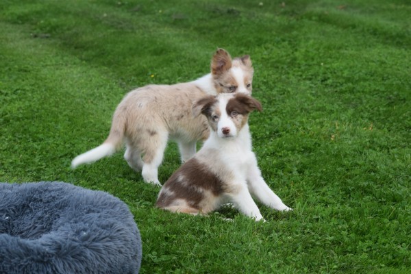 Border Collie (reu) 44613