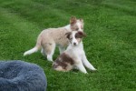 Border Collie (reu) 44613