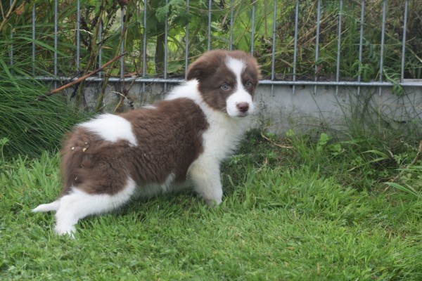 Border Collie (reu) 45226