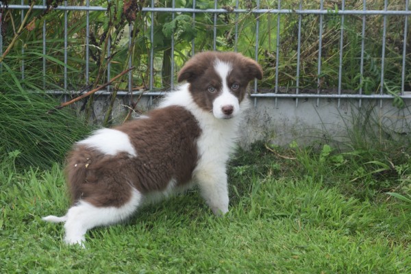 Border Collie (reu) 45226