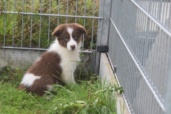 Border Collie (reu) 45226