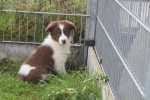 Border Collie (reu) 45226