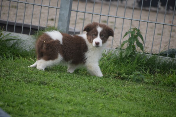 Border Collie (reu) 45226