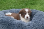 Border Collie (reu) 45226