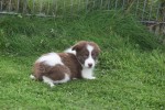 Border Collie (reu) 45226