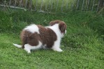 Border Collie (reu) 45226