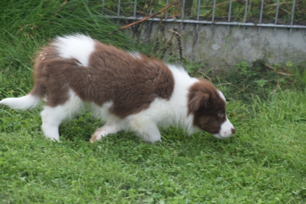 Border Collie (reu) 45226