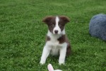 Border Collie (reu) 44680