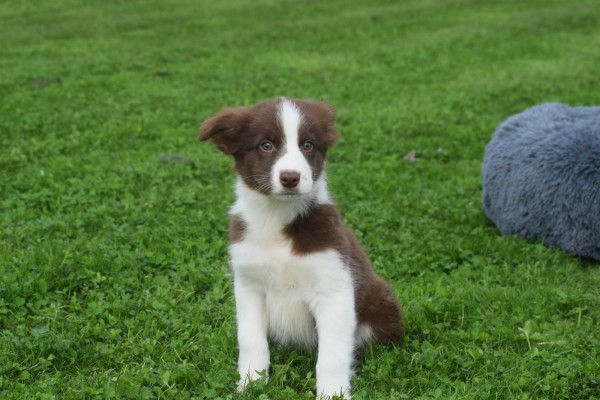 Border Collie (reu) 44680