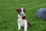 Border Collie (reu) 44680