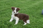 Border Collie (reu) 44680