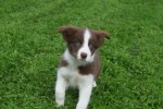 Border Collie (reu) 44680