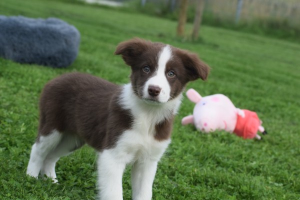 Border Collie (reu) 44680
