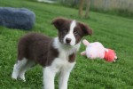 Border Collie (reu) 44680