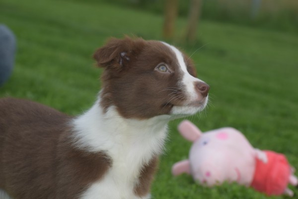 Border Collie (reu) 44680