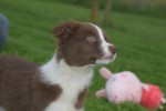 Border Collie (reu) 44680