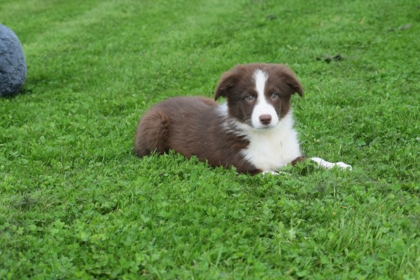 Border Collie (reu) 44251