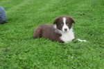 Border Collie (reu) 44251